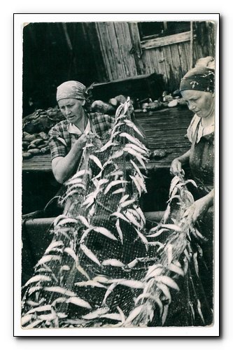 Jenny Söderberg och Astrid Wallin skakar av strömmingsnäten 1940. En stor fångst på 4850 kg.
